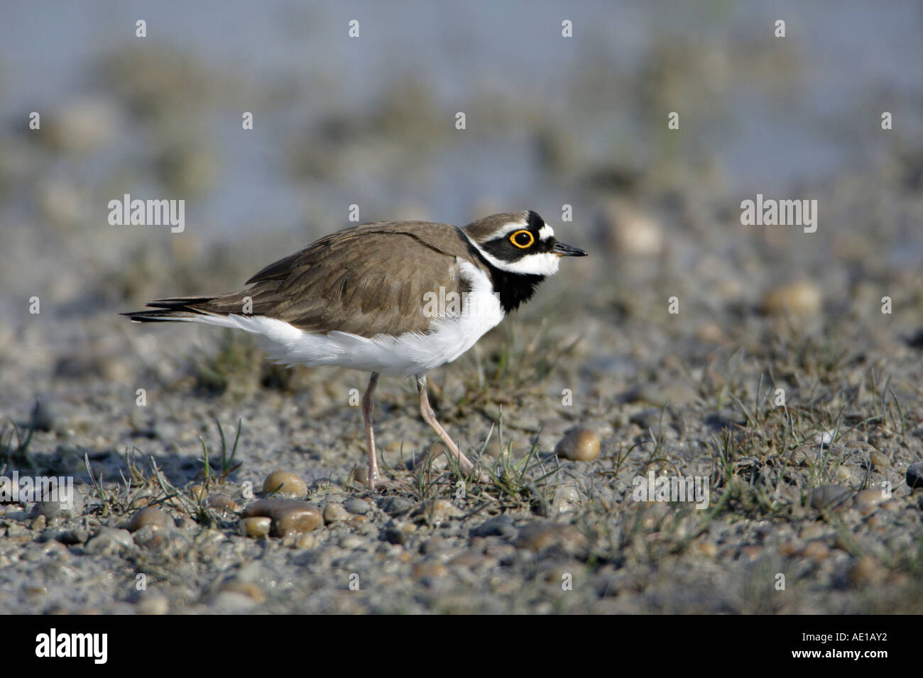 Little Ringed Plover Charadrius dubius Stock Photo