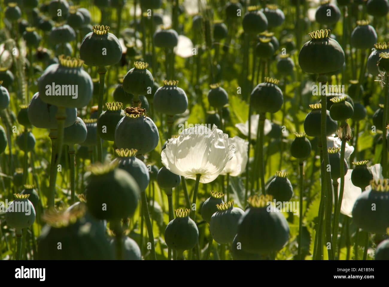 Opium poppies growing in legally controlled field in central Anatolia, Turkey Stock Photo