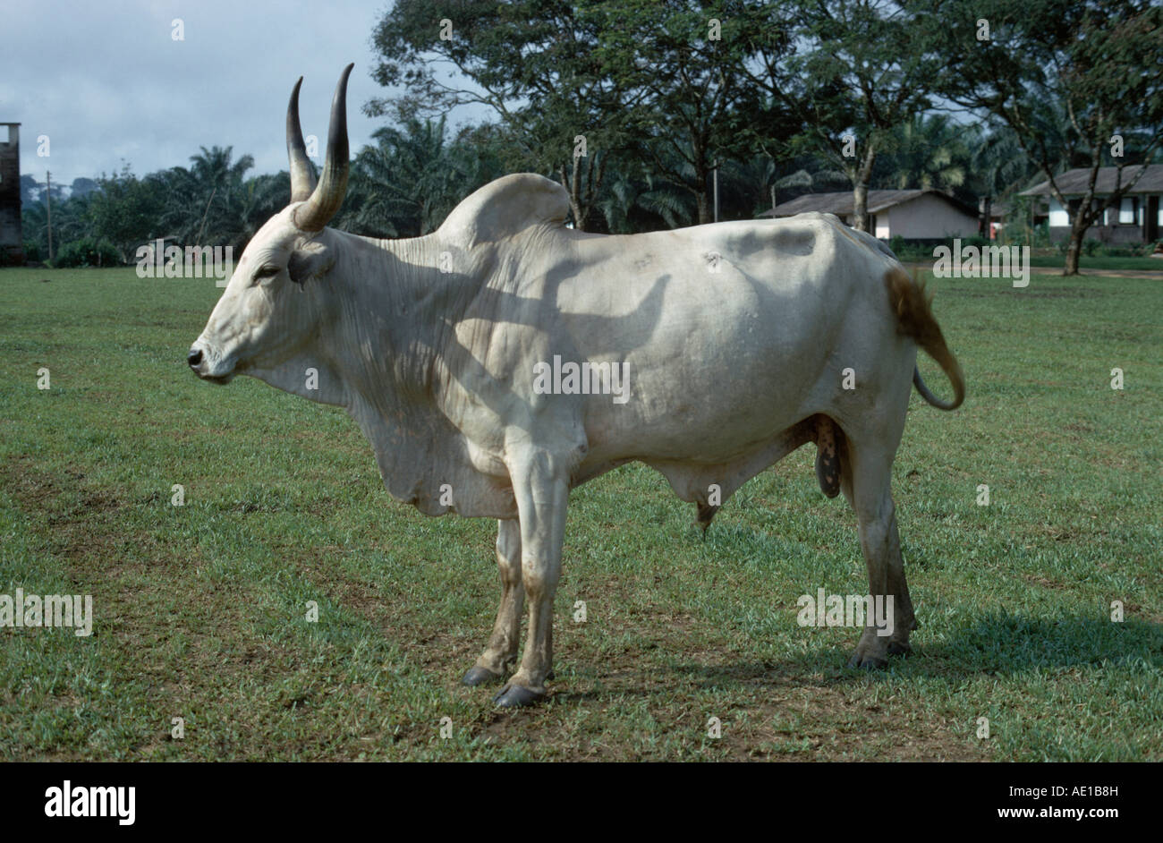 Cattle nigeria hires stock photography and images Alamy