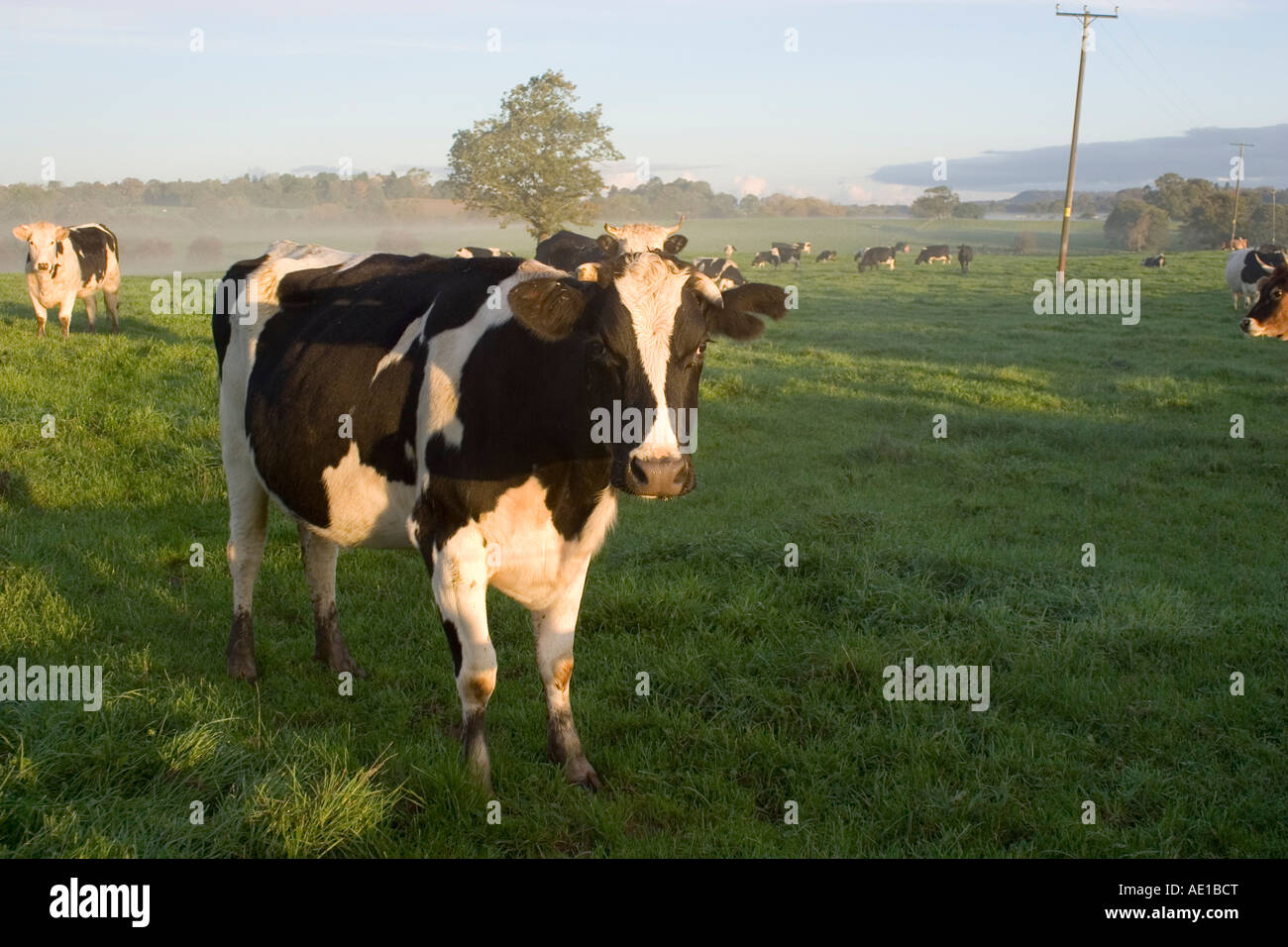 Black white jersey cow hi-res stock photography and images - Alamy