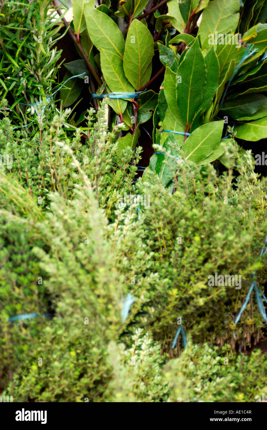 Bunches of herbs on a Farmers market stall at France Stock Photo