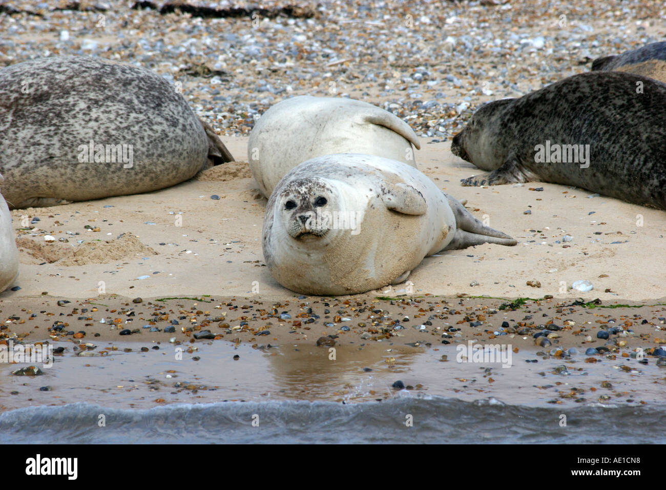 Young seal pup on the beach Stock Photo Alamy