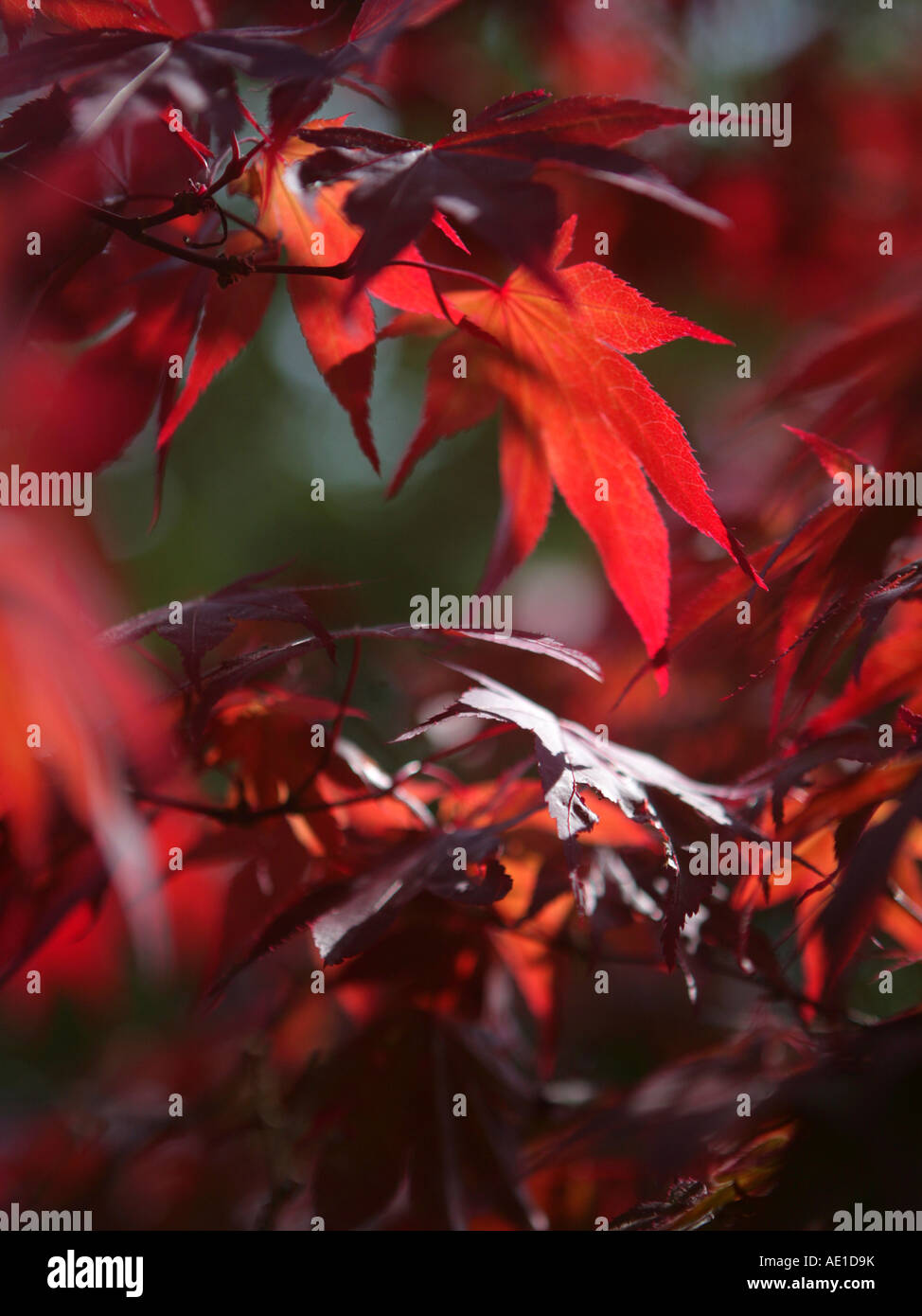 Hazy forest red leaves hi-res stock photography and images - Alamy