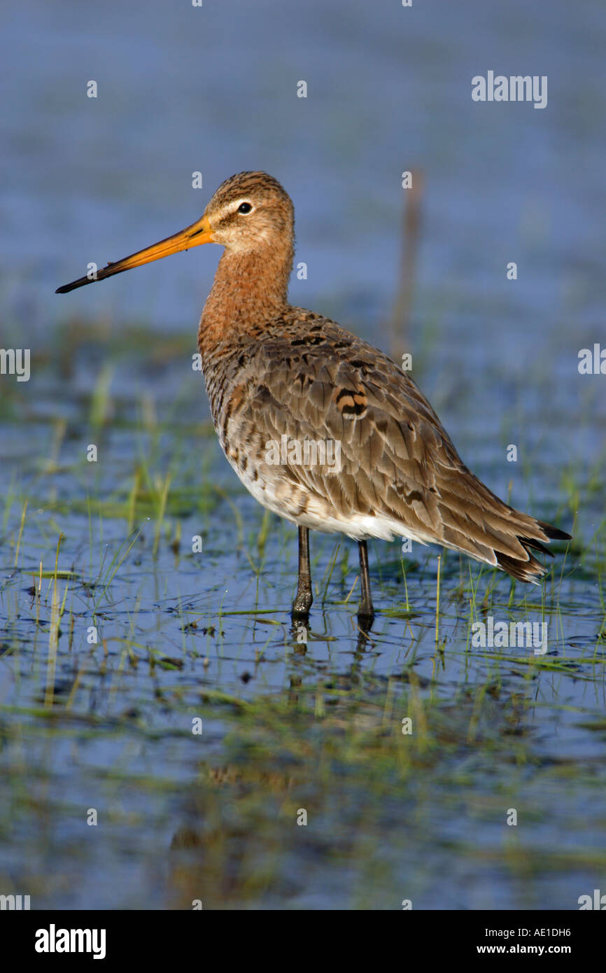 Black Tailed Godwit Limosa limosa Stock Photo