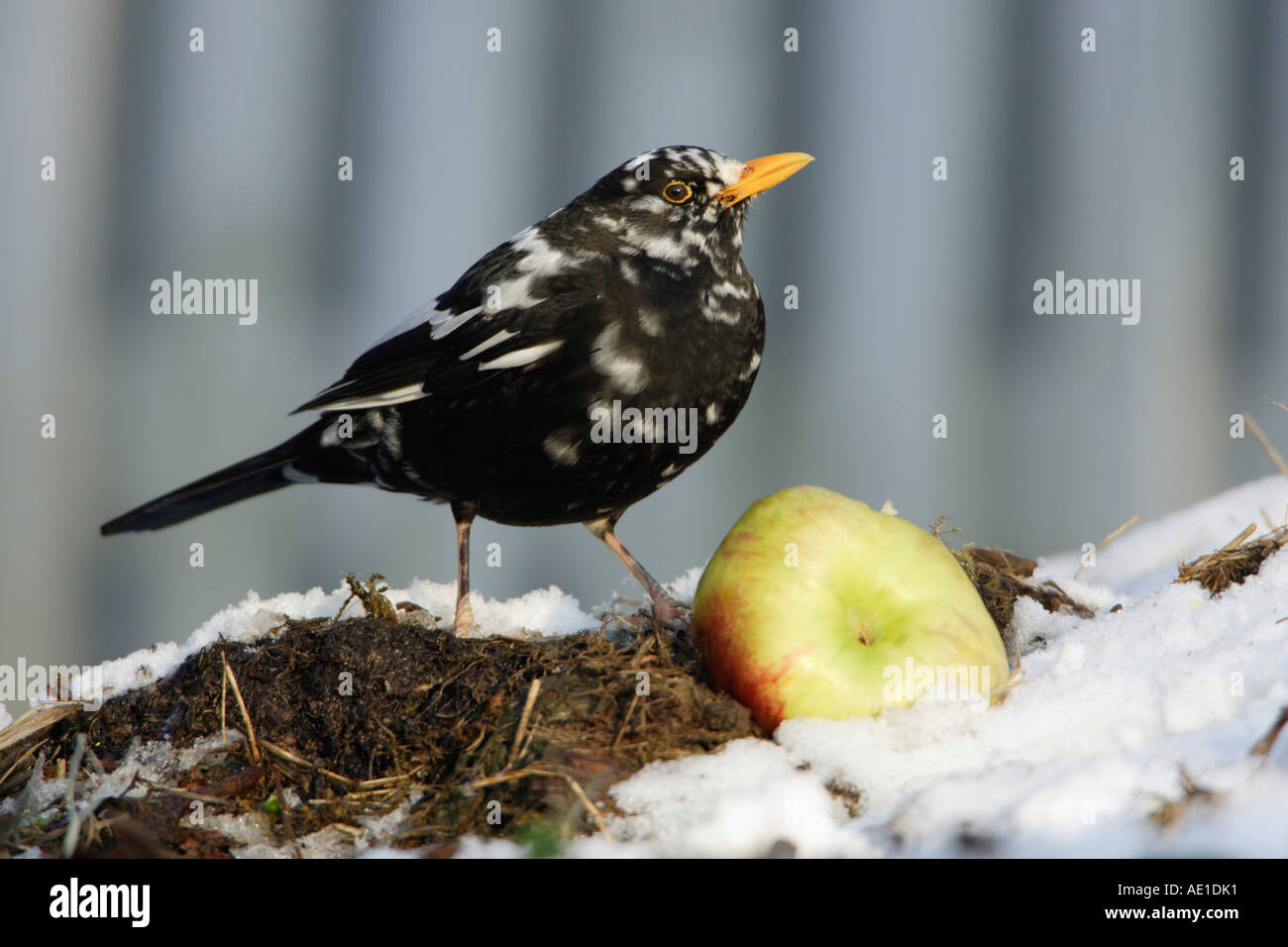Blackbird Turdus merula Stock Photo - Alamy