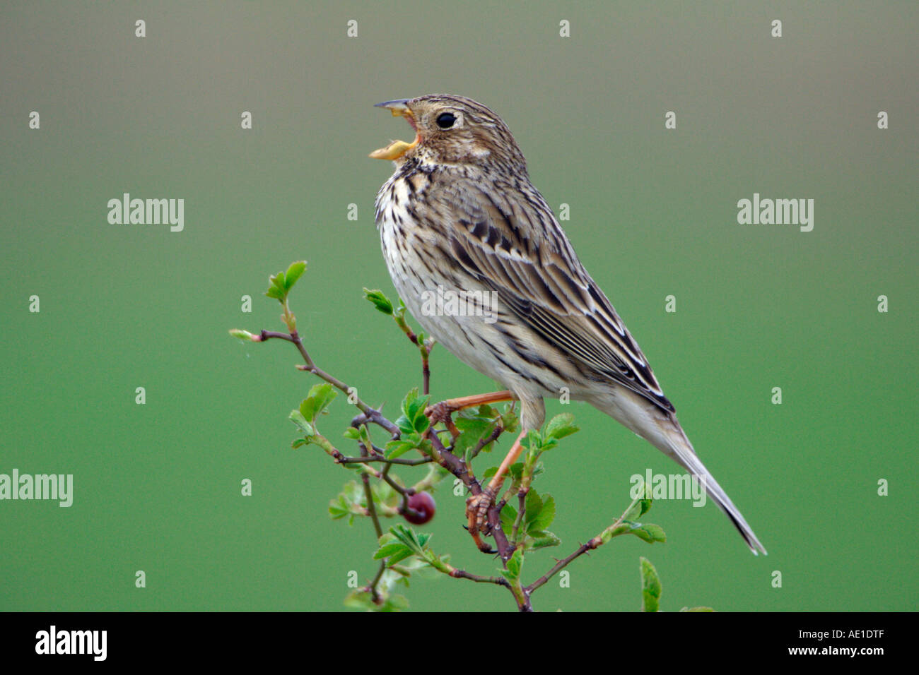 Corn Bunting Nest Hi res Stock Photography And Images Alamy corn-bunting-nest-hi-res-stock-photography-and-images-alamy