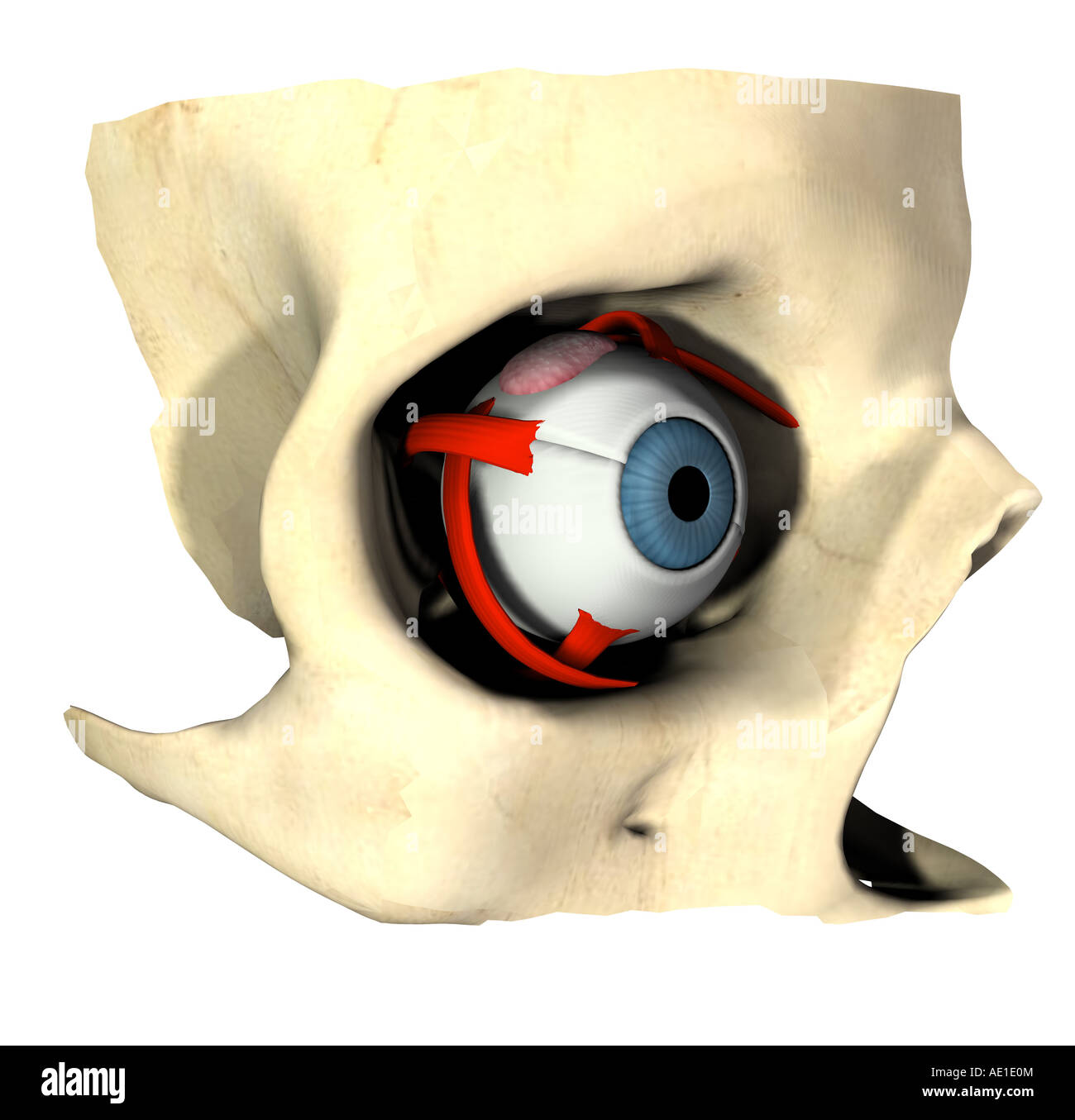 anatomy of the eye Stock Photo