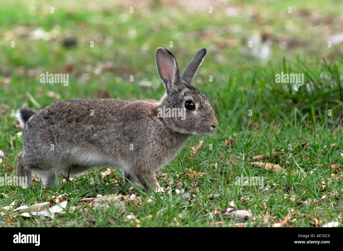 European rabbit australia hires stock photography and images Alamy