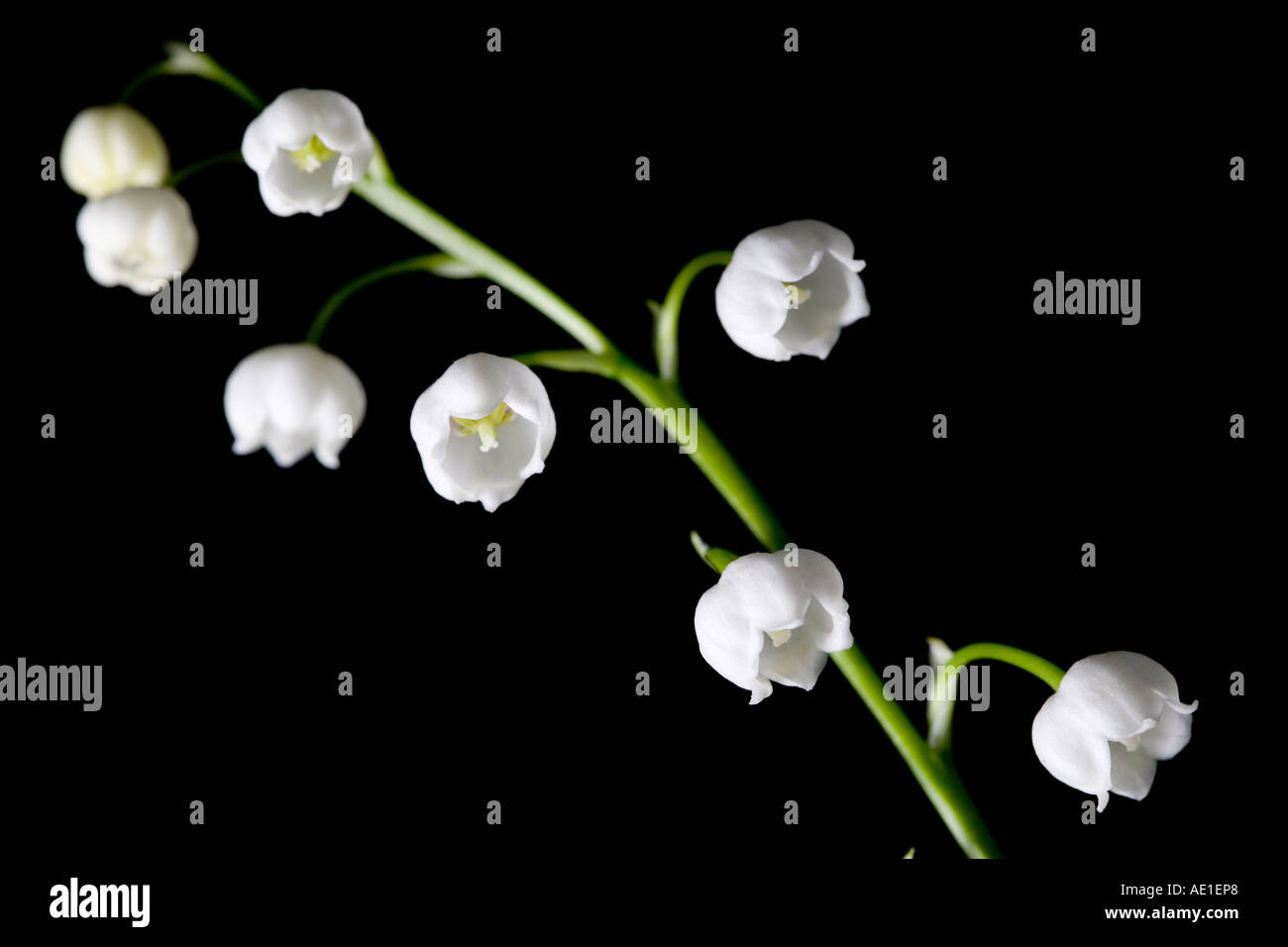 Close up of lily of the valley flowers against a black background Convallaria majalis Stock Photo