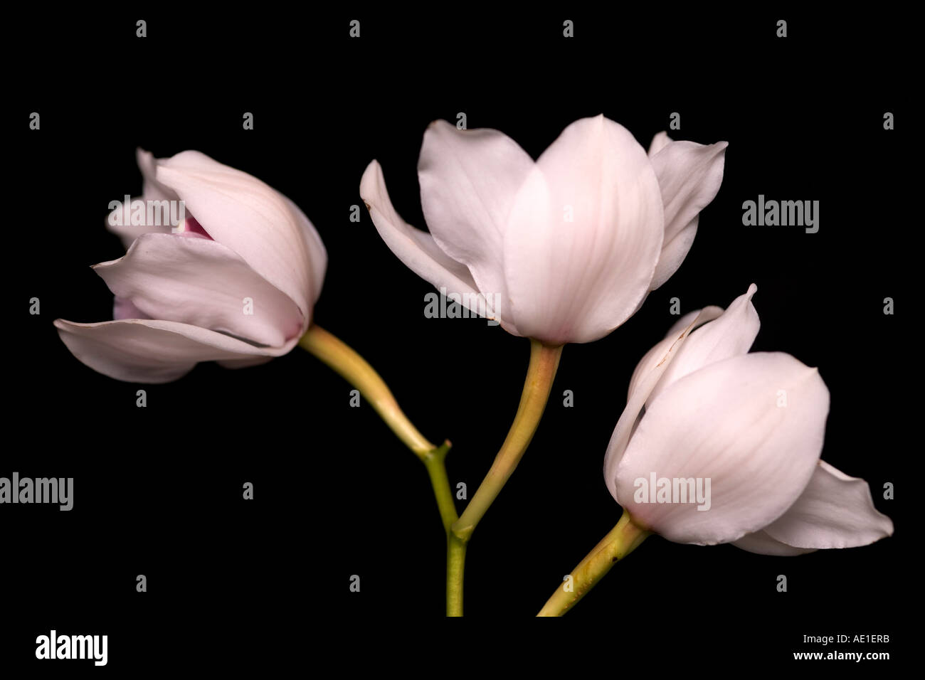 Three light pink orchids hi-res stock photography and images - Alamy