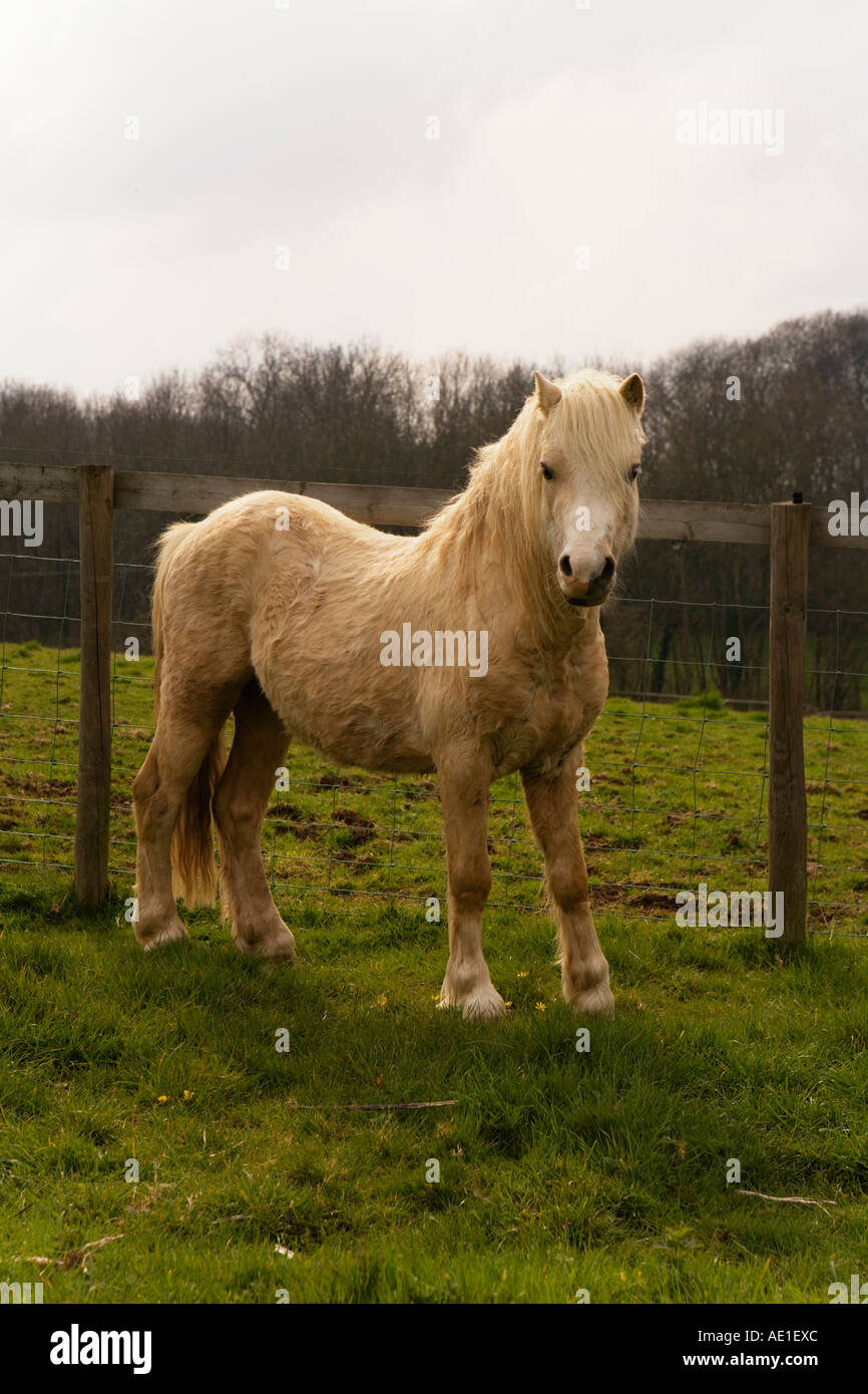 White welsh section a pony hires stock photography and images Alamy