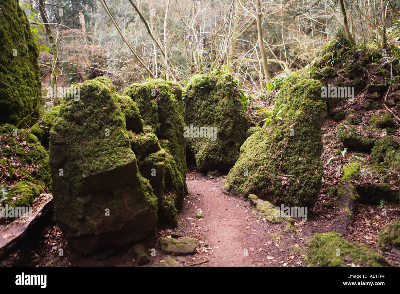 Moss covered rocks in Puzzlewood, an attraction in the Forest of