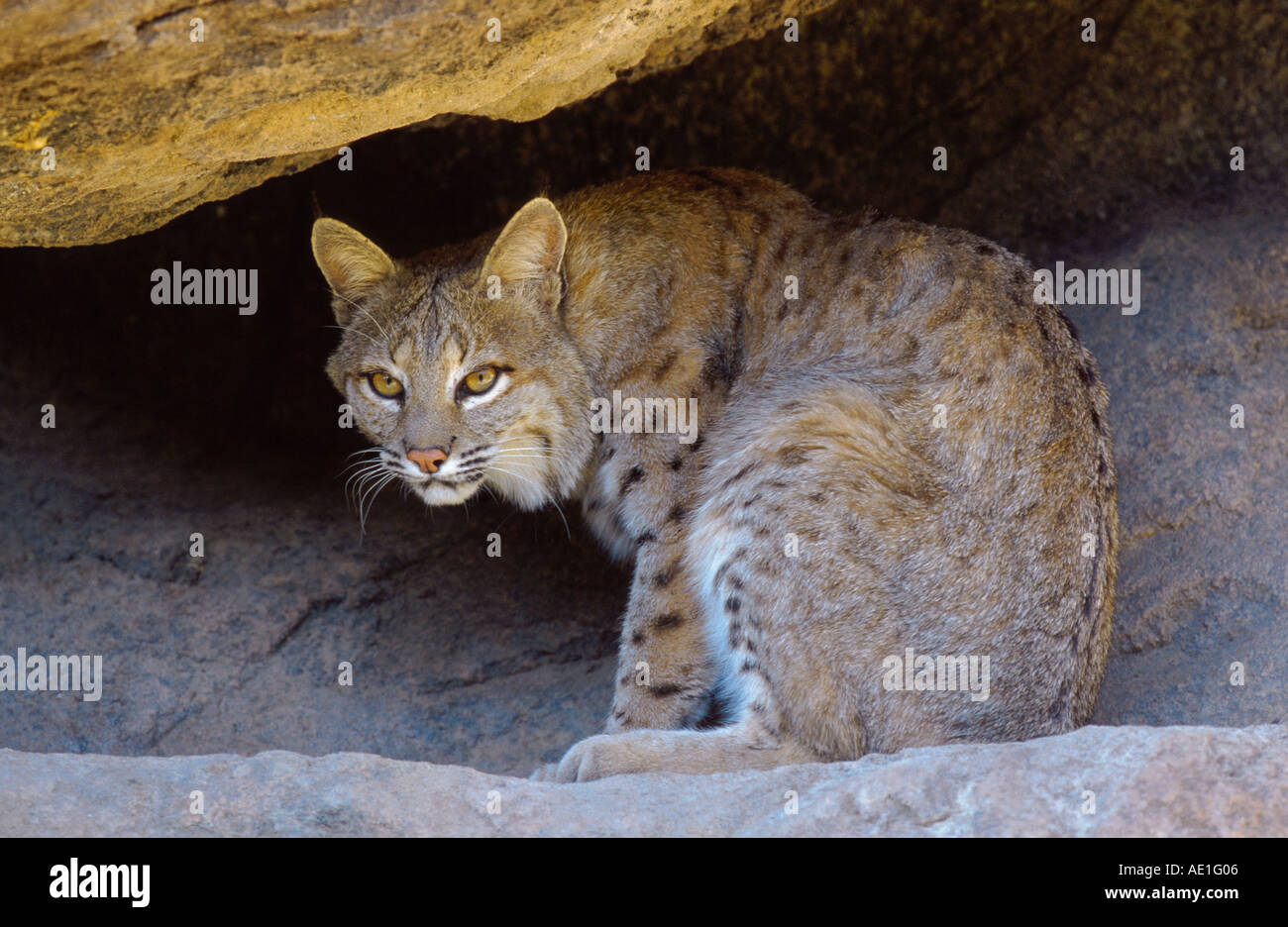 bobcat (Lynx rufus), single animal, sitting, USA, Arizona Stock Photo