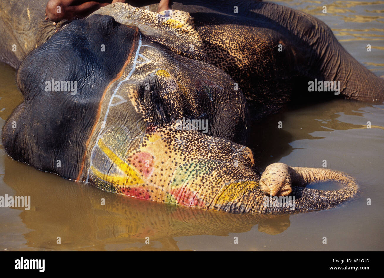 Indian elephant (Elephas maximus indicus, Elephas maximus bengalensis), single animal, lying in the water, India, Rajasthan, Ja Stock Photo