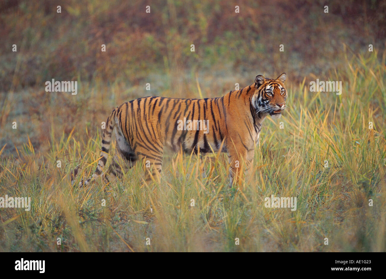 tiger (Panthera tigris), single animal, standing in the gras, India, Rajasthan, Ranthambhore NP Stock Photo