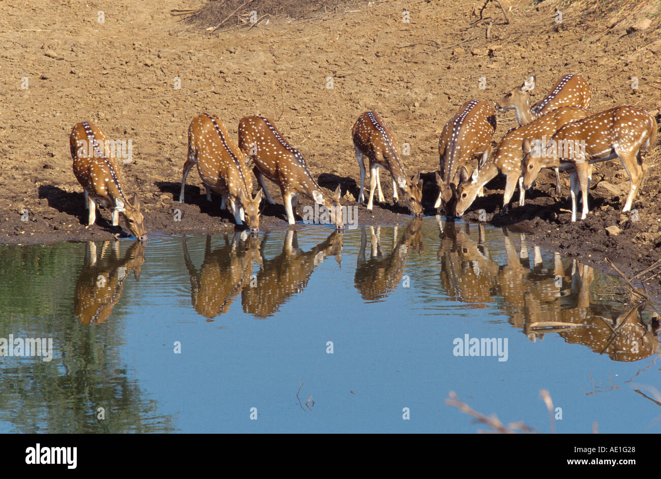 spotted deer, axis deer, chital (Axis axis, Cervus axis), herd at the waterhole, India, Rajasthan, Keoladeo-Ghana NP Stock Photo