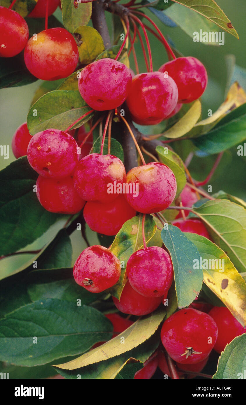 apple (Malus spec.), Malus-Hybrid Red Sentinel, fruits Stock Photo