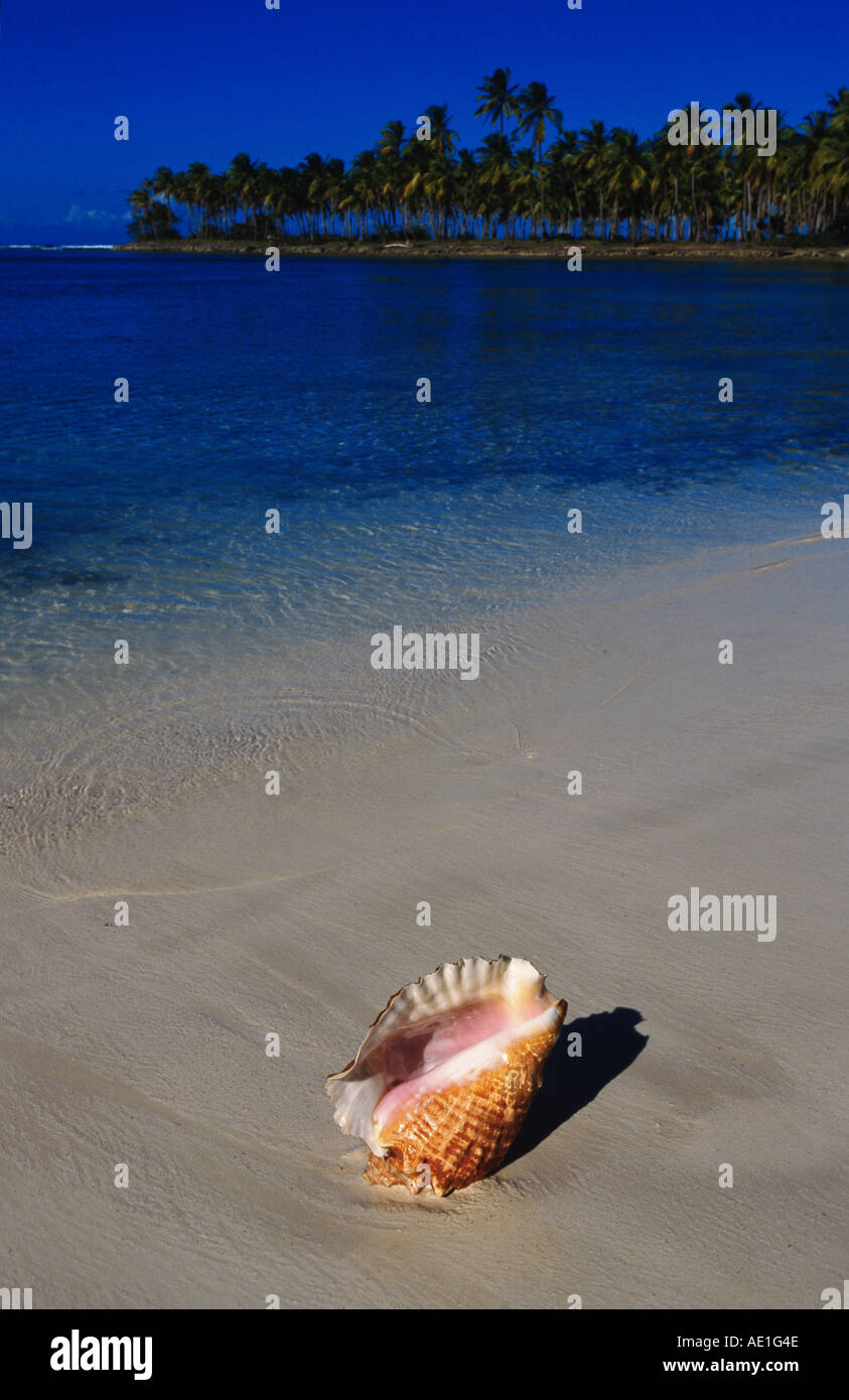 queen conch, pink conch (Strombus gigas), snail-shell on the beach, Dominican Republic Stock Photo