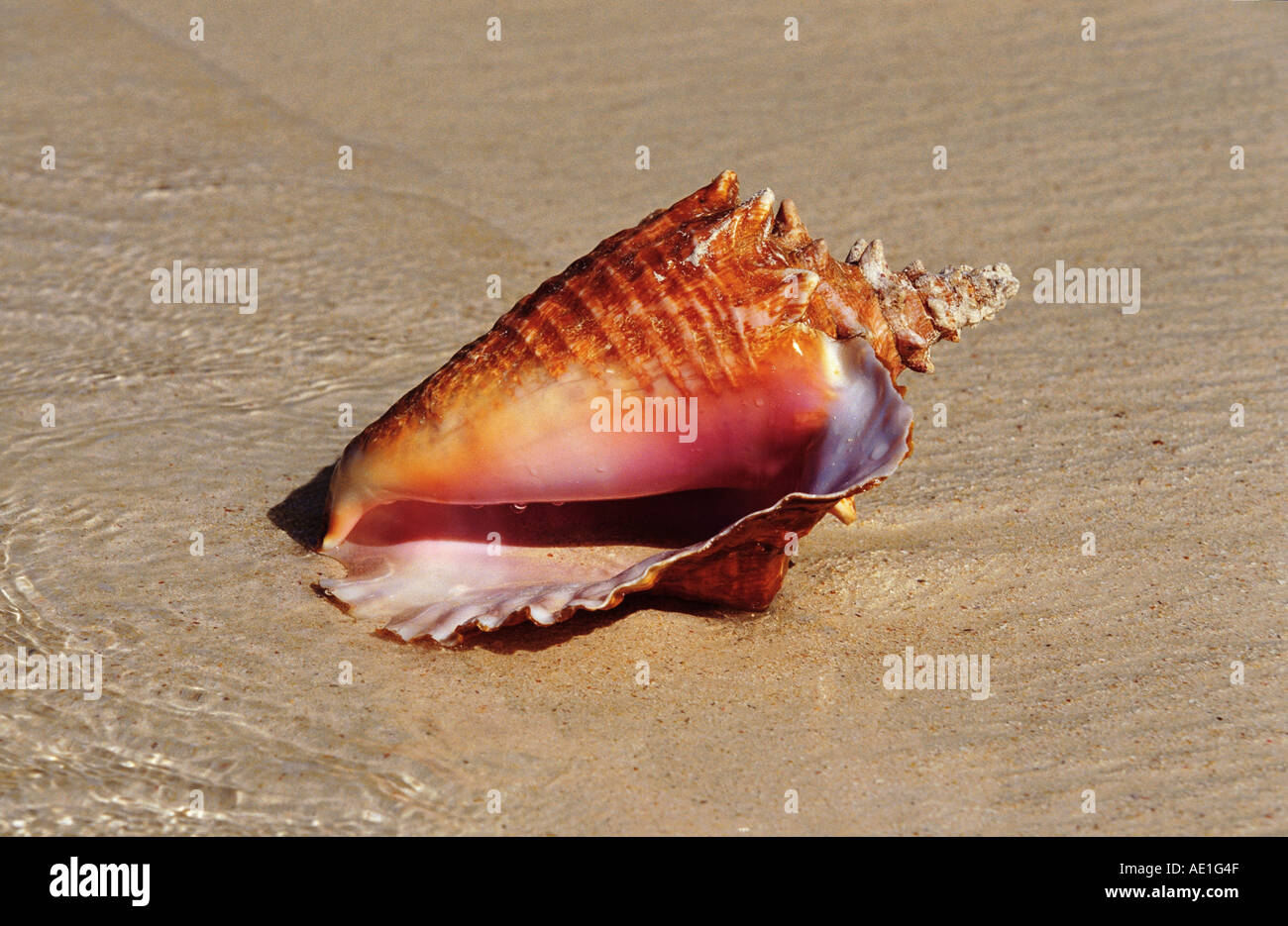 queen conch, pink conch (Strombus gigas), snailshell on the beach
