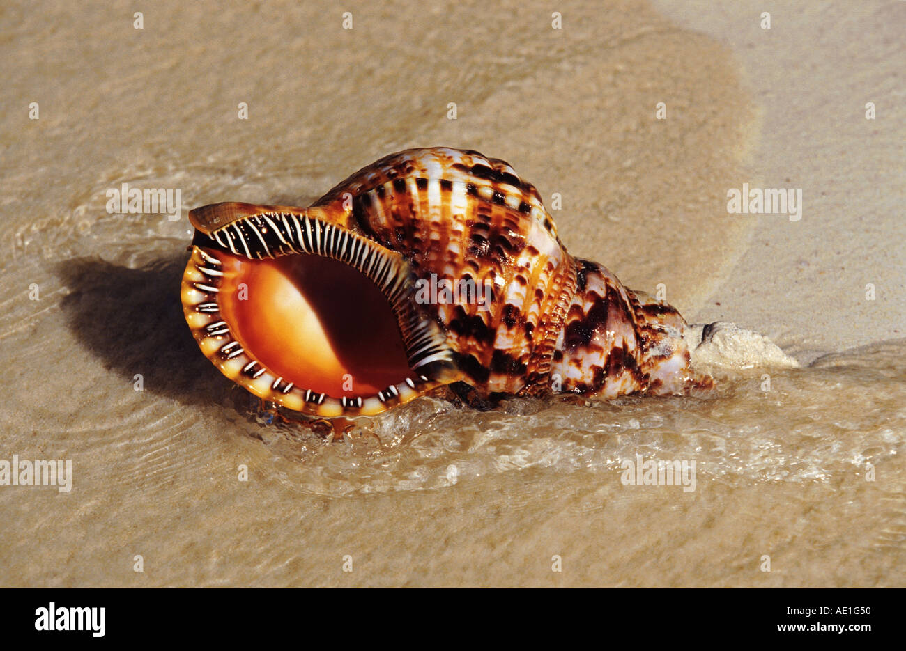 trumpet triton, Pacific triton, giant triton, triton's trumpet ...