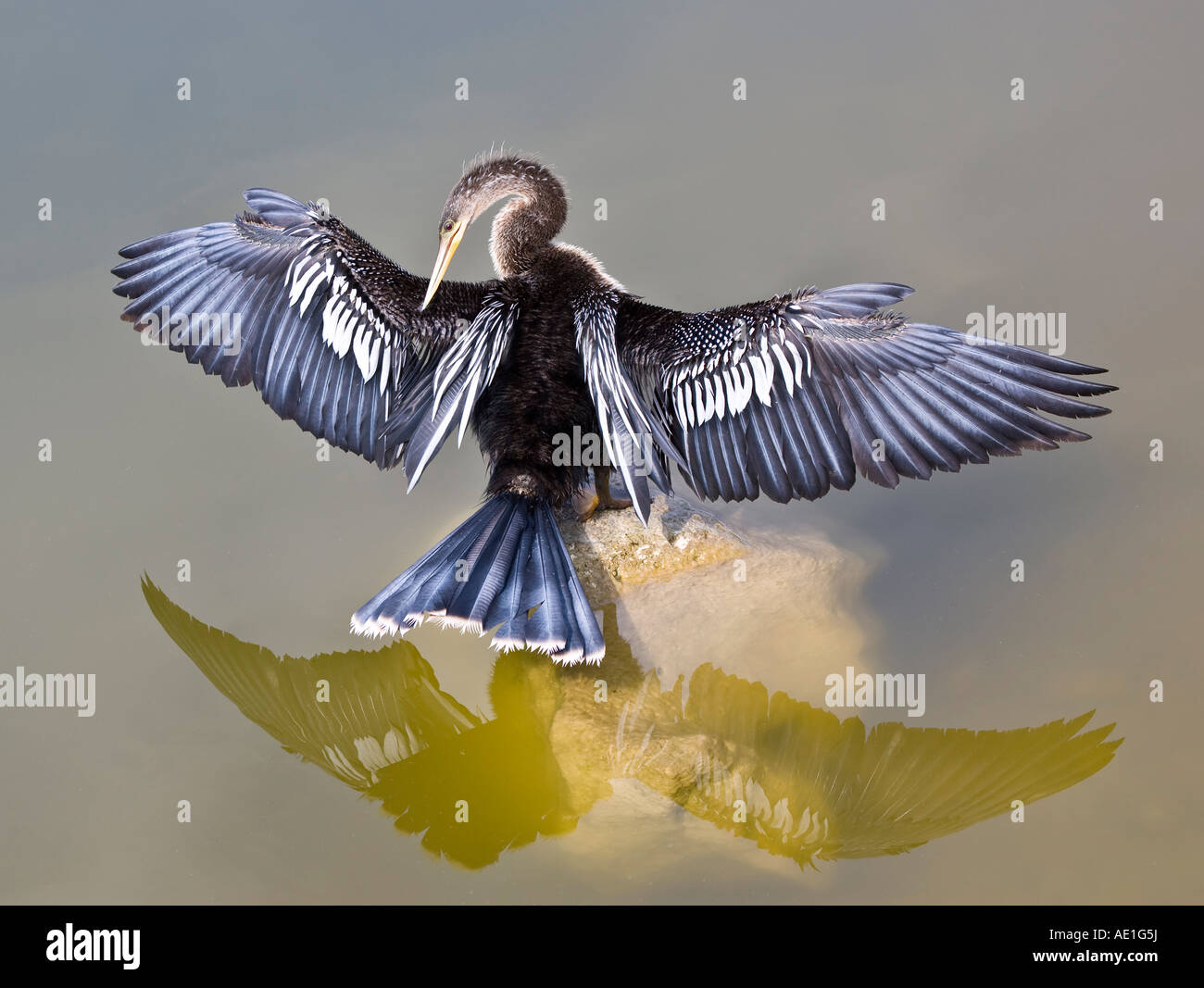 Anhinga Drying Pond drying up hi-res stock photography and images - Alamy