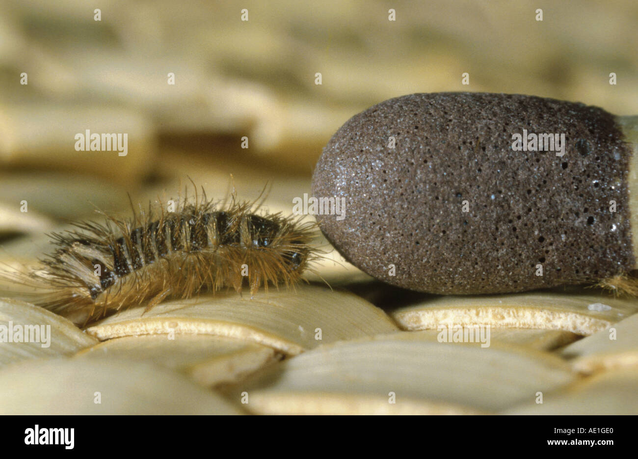 larder beetle, common larder beetle, bacon beetle (Dermestes lardarius), larva beside the top of a match Stock Photo