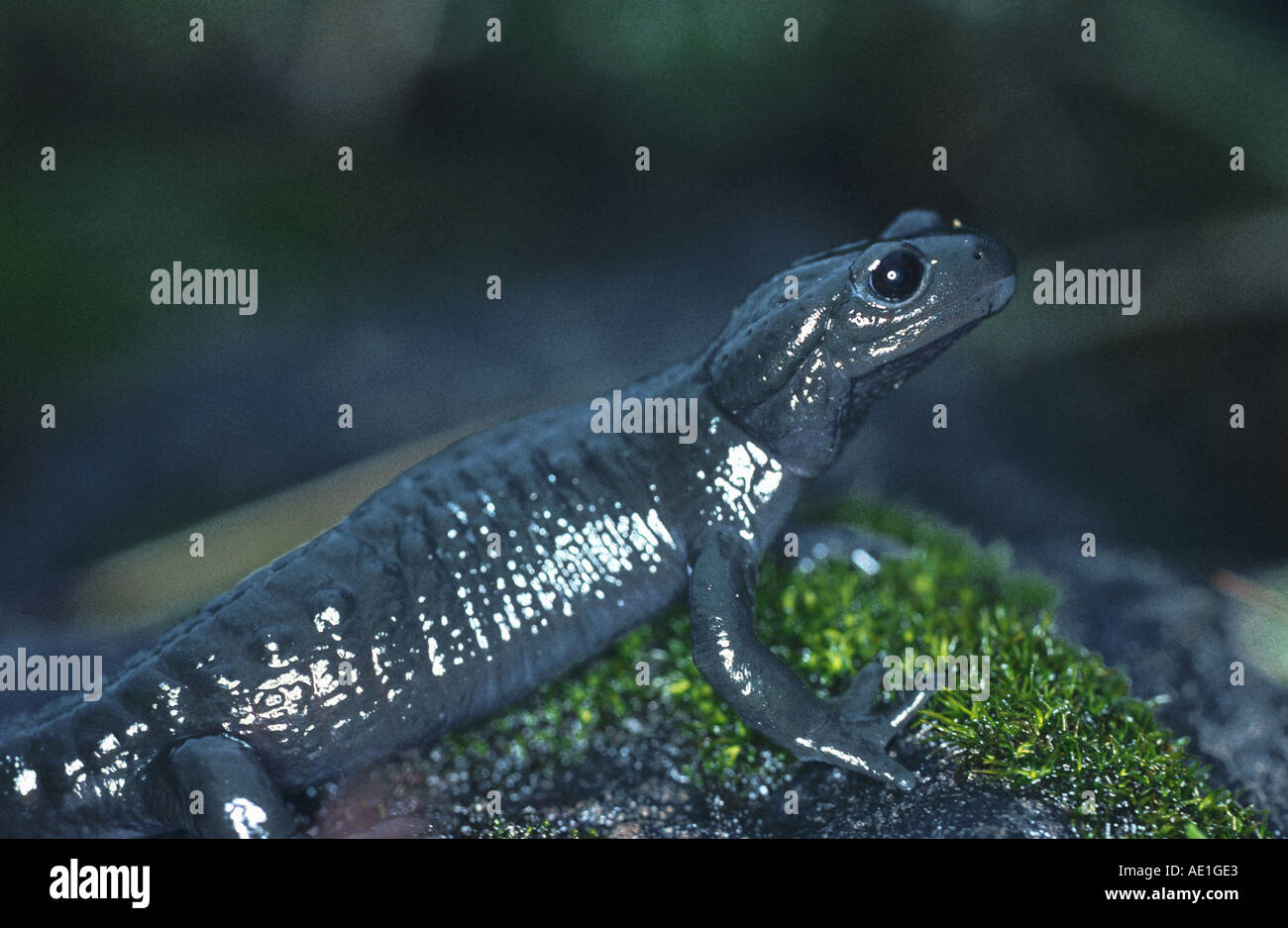 Alpine salamander, European Alpine salamander (Salamandra atra), portrait Stock Photo