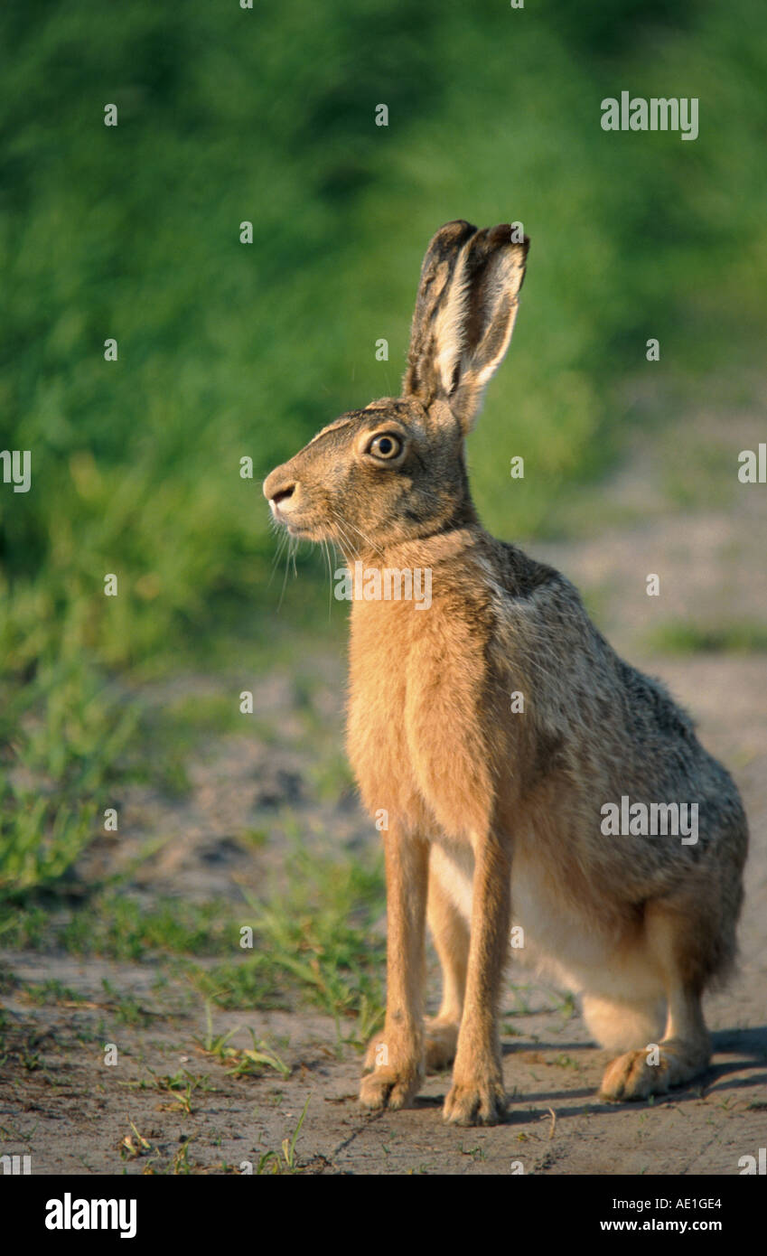 European hare (Lepus europaeus), sitting on path Stock Photo - Alamy