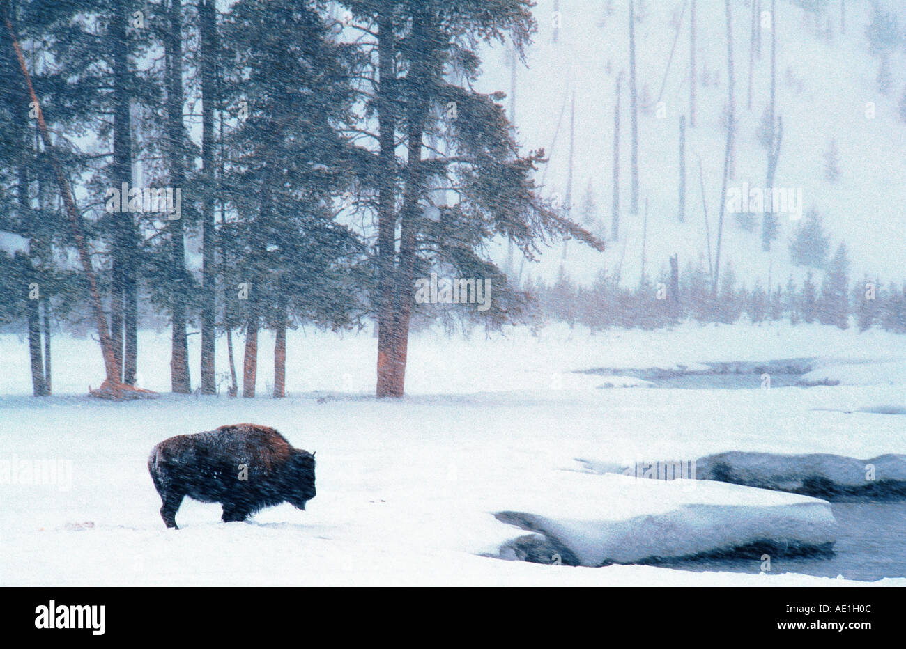 American bison, buffalo (Bison bison), standing in snow, USA Stock ...