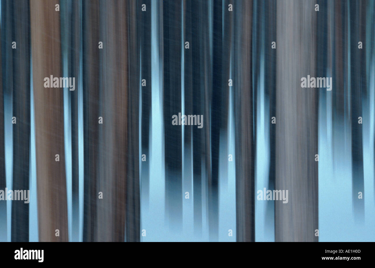 P sylvestris hi-res stock photography and images - Alamy