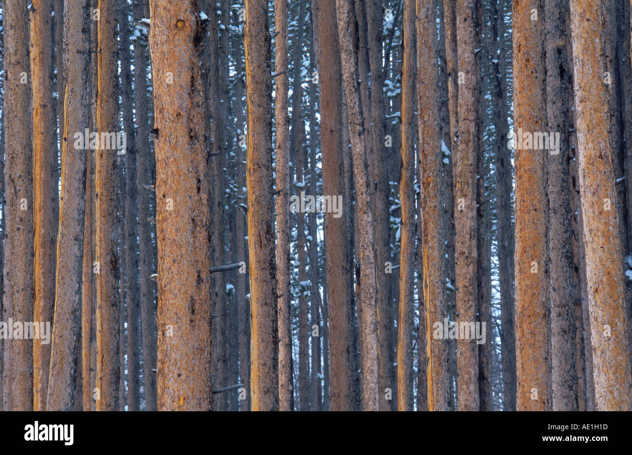 black pine, lodgepole pine, shore pine (Pinus contorta), trunks, USA Stock Photo