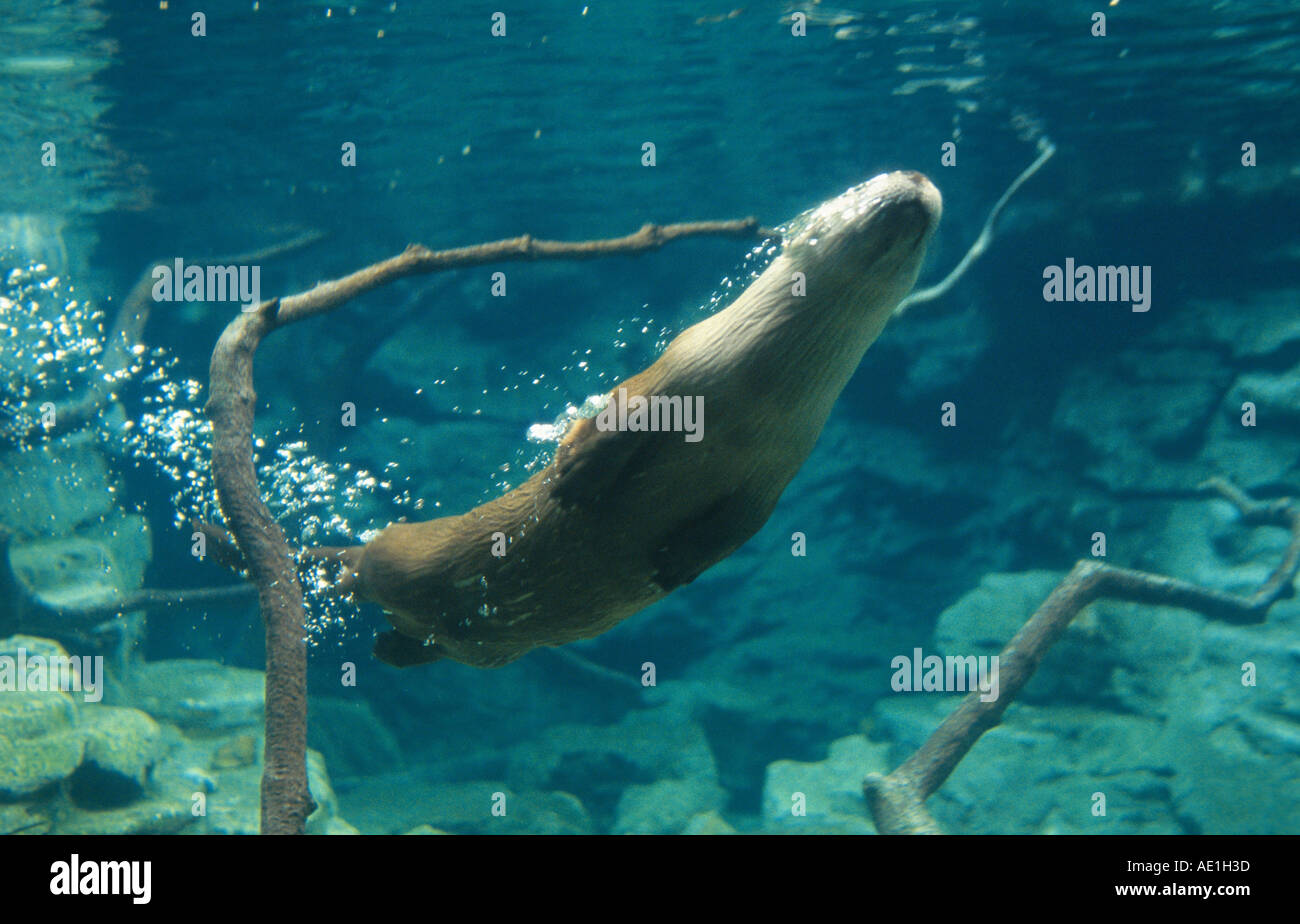 North American river otter, Canadian otter (Lutra canadensis), diving Stock Photo 4418876 Alamy