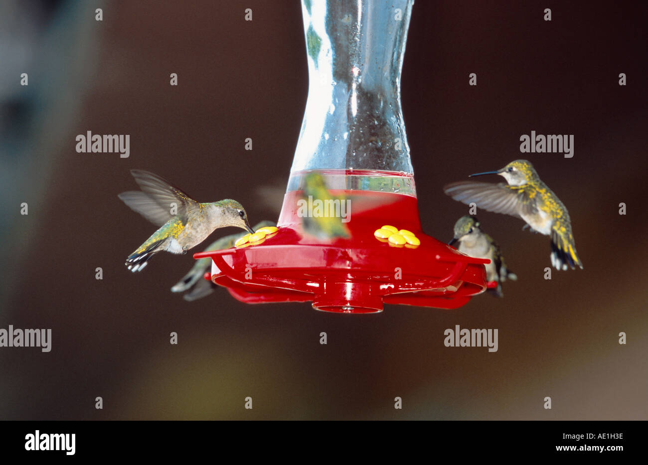 hermits and hummingbirds (Trochilidae), at feeder, USA Stock Photo