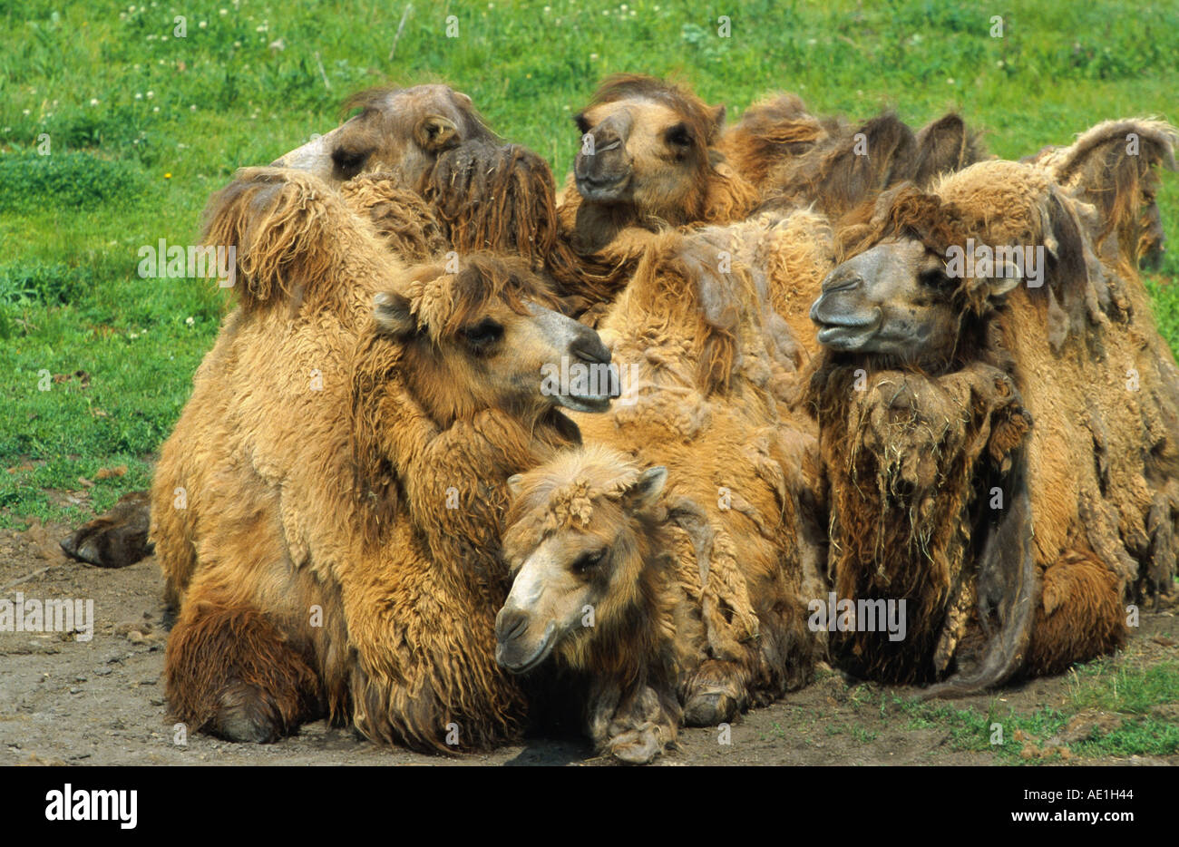 Bactrian camel, two-humped camel (Camelus bactrianus), herd, lying on meadow Stock Photo