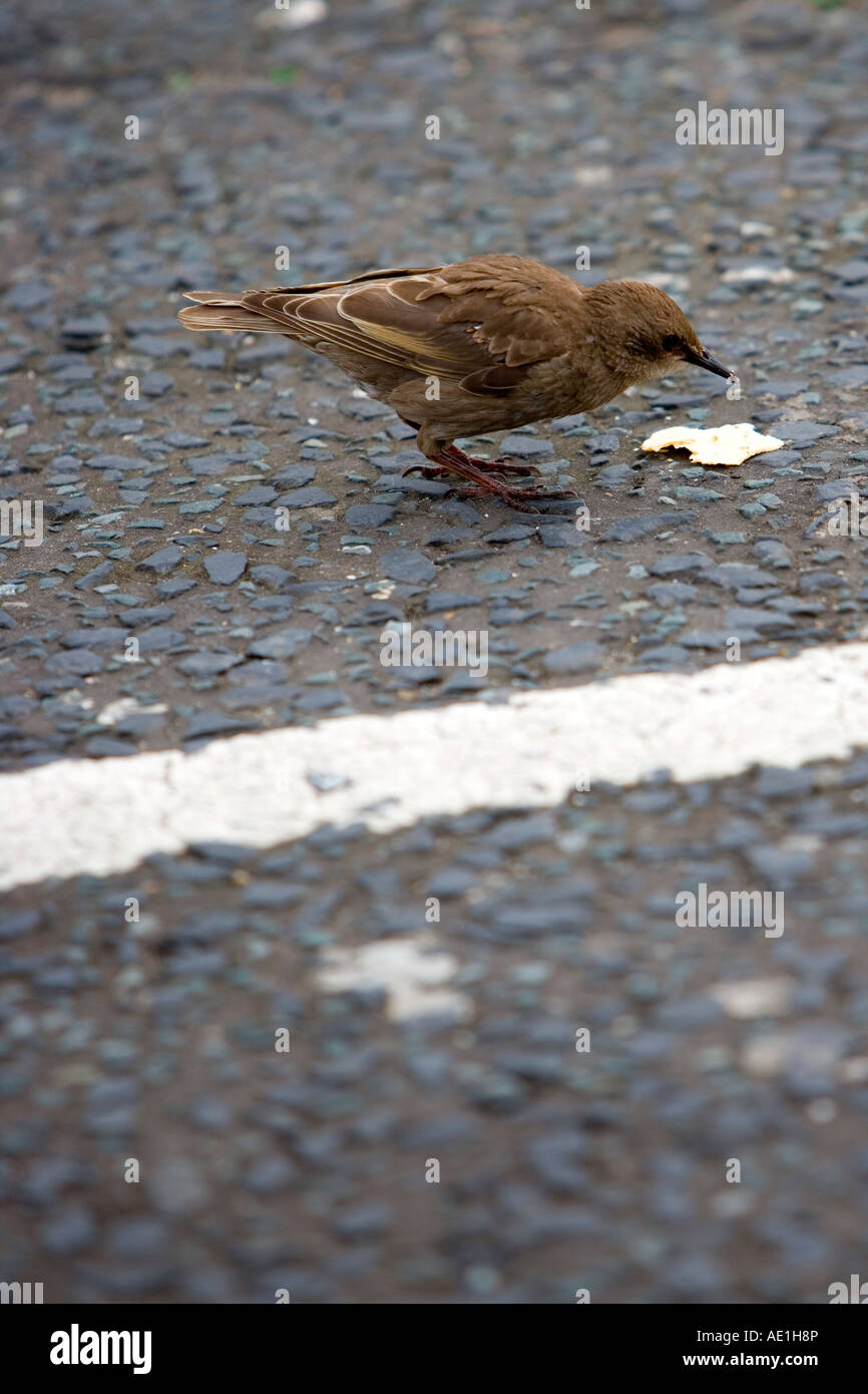 Small brown bird pecking at waste food on carpark tarmac floor Stock Photo  - Alamy