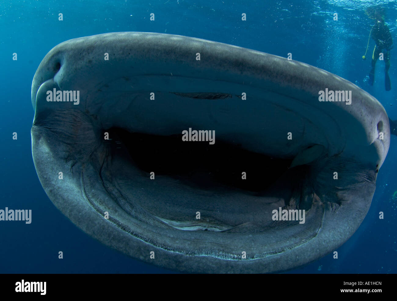 mouth of whaleshark Stock Photo - Alamy