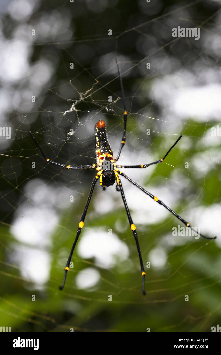 Female Giant Wood Spider, at Mudumalai, Tamilnadu, India Stock Photo