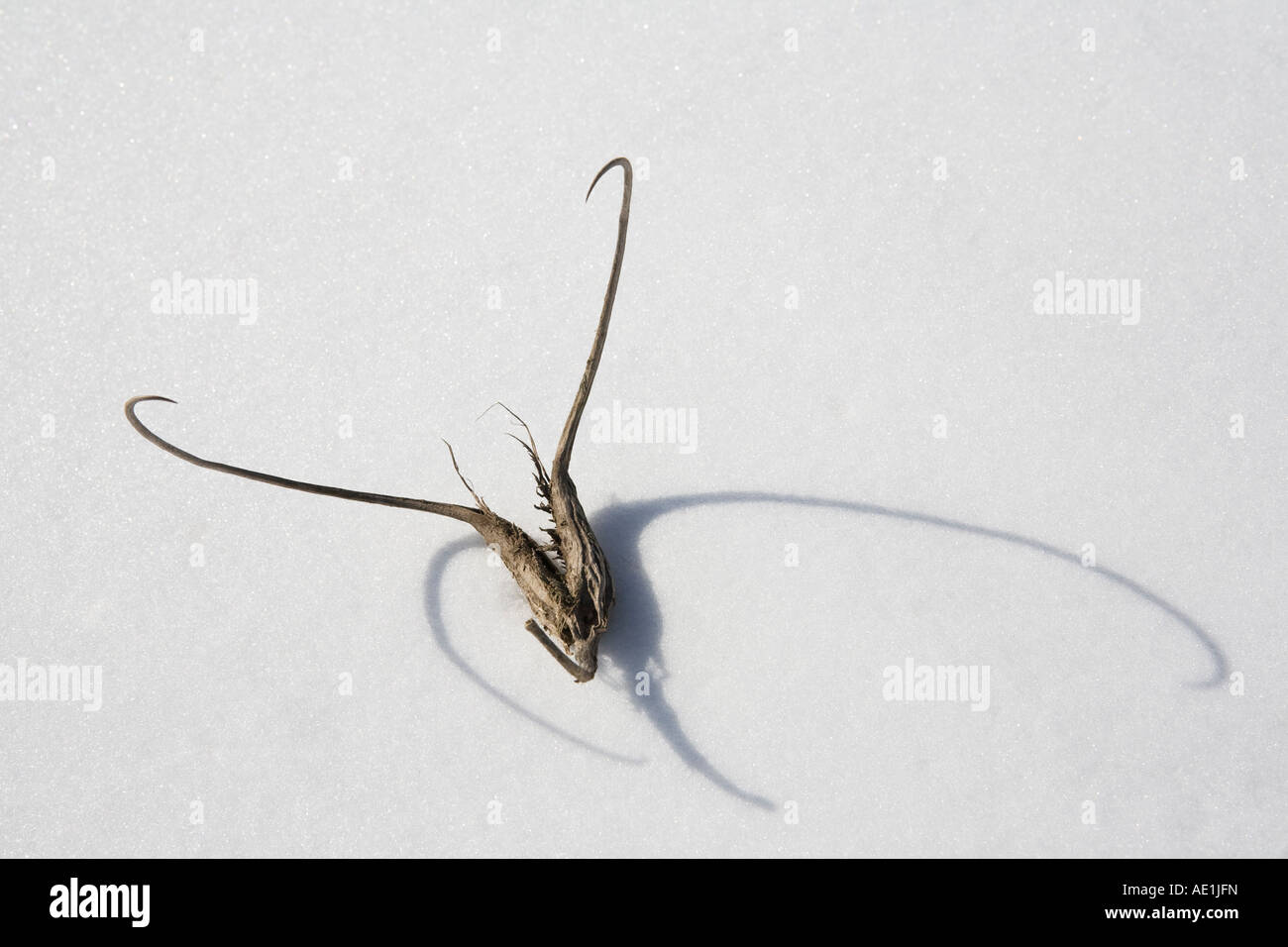 Devil s claws Proboscidea louisianica in snow Stock Photo