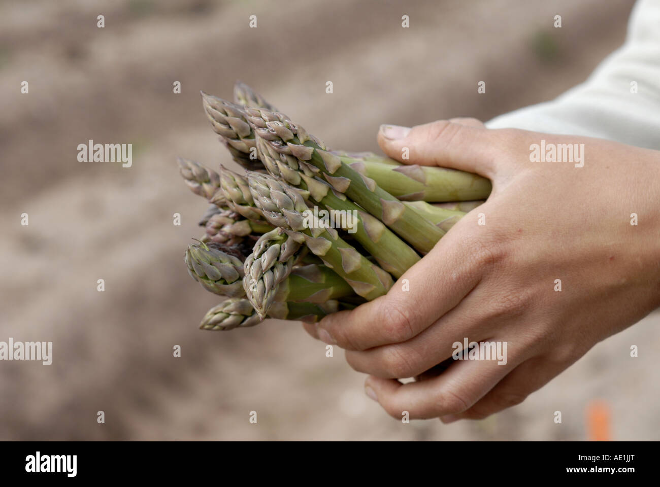 Asparagus crowns hires stock photography and images Alamy