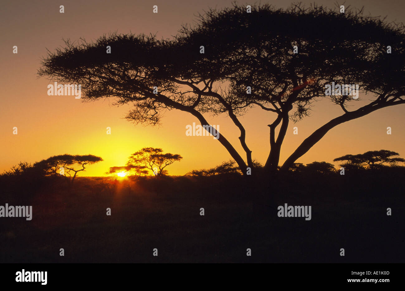 Umbrella Thorn Acacia, Umbrella Acacia (Acacia tortilis), silhouette at sunrise, Tanzania, Serengeti NP Stock Photo