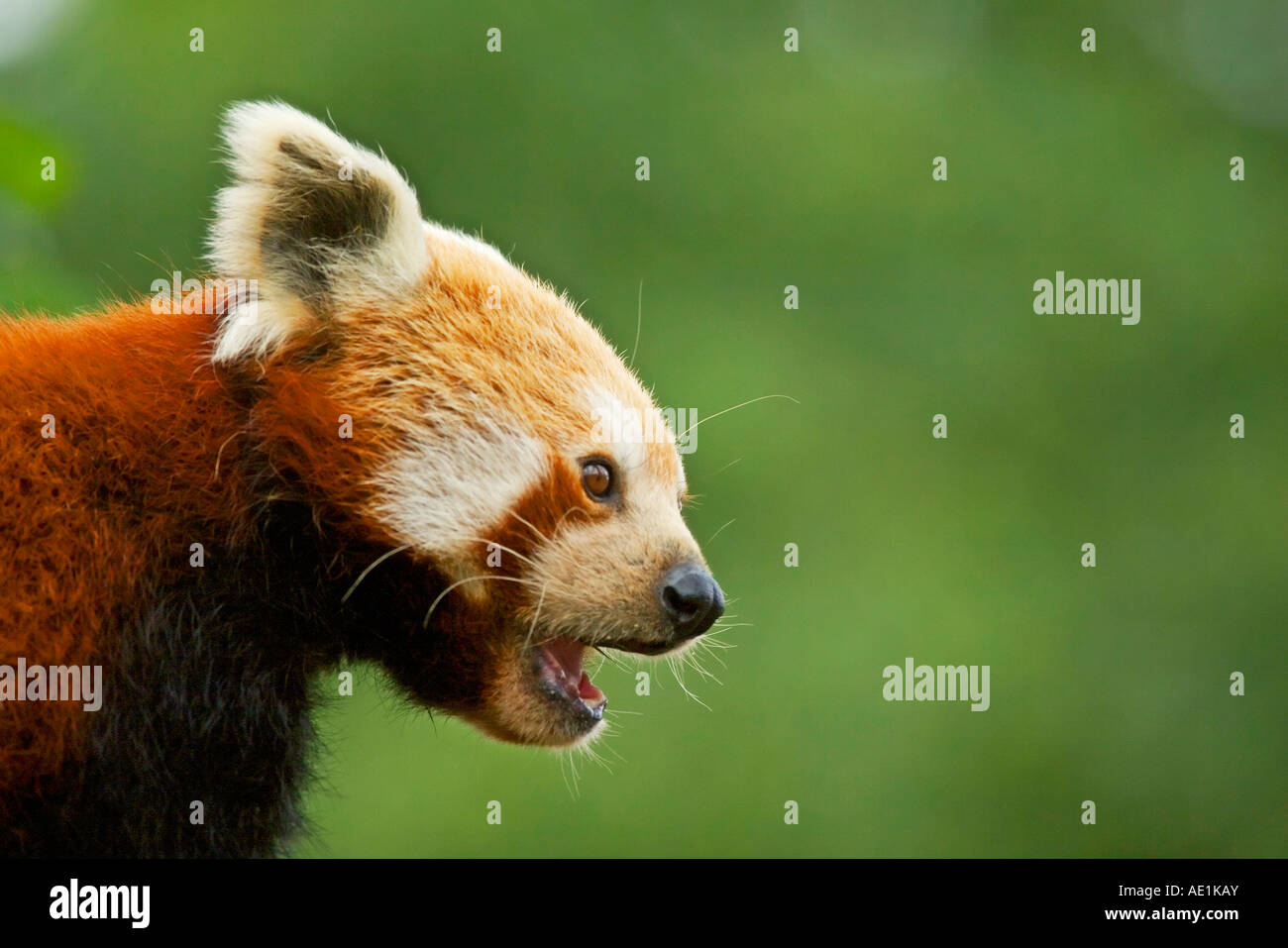 Side view of a Red Panda Stock Photo - Alamy