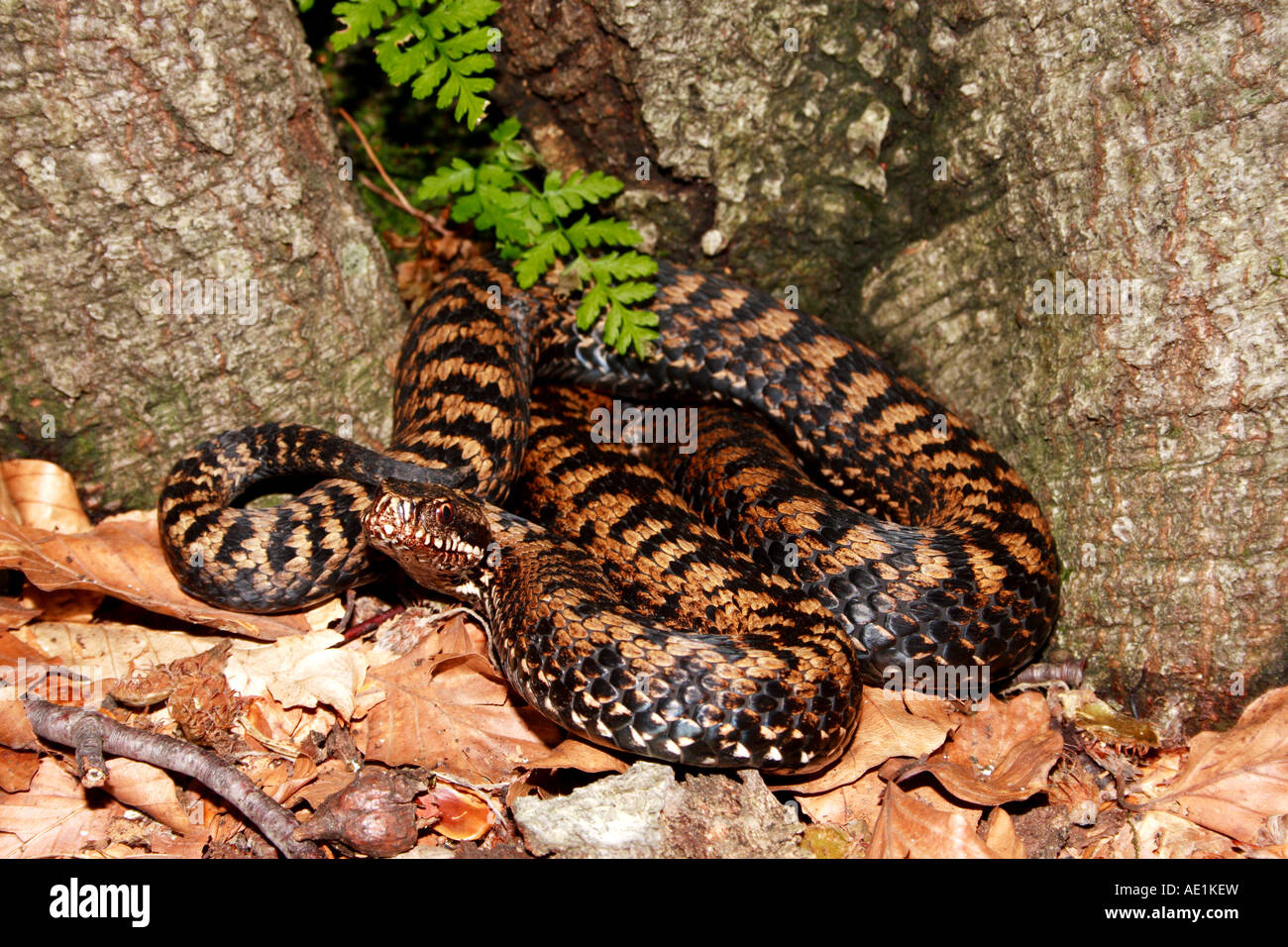A female adder by tree trunk in Northern Dinaric Mountains. Stock Photo