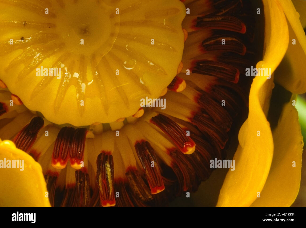Abstract Close-up of Yellow Water Lily. Wasilla, Alaska. USA Stock Photo