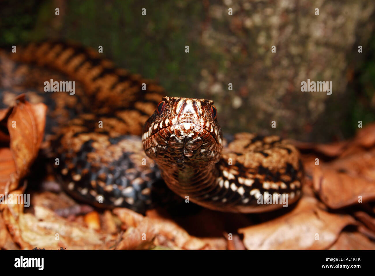 Close-up of a female adder in Northern Dinaric Mountains (Slovenia - Croatia) Stock Photo