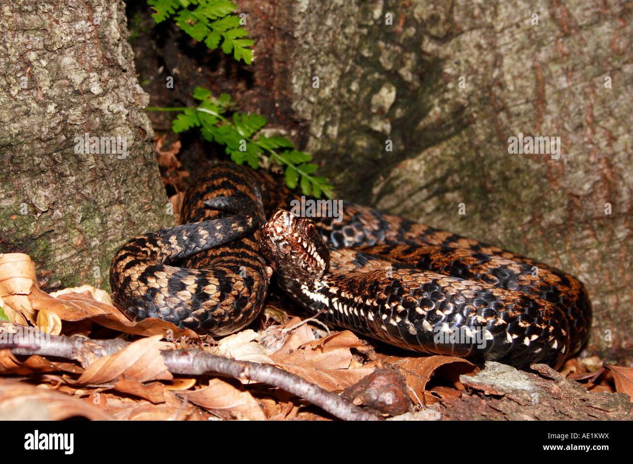 A female adder by tree trunk in Northern Dinaric Mountains (Slovenia - Croatia) Stock Photo