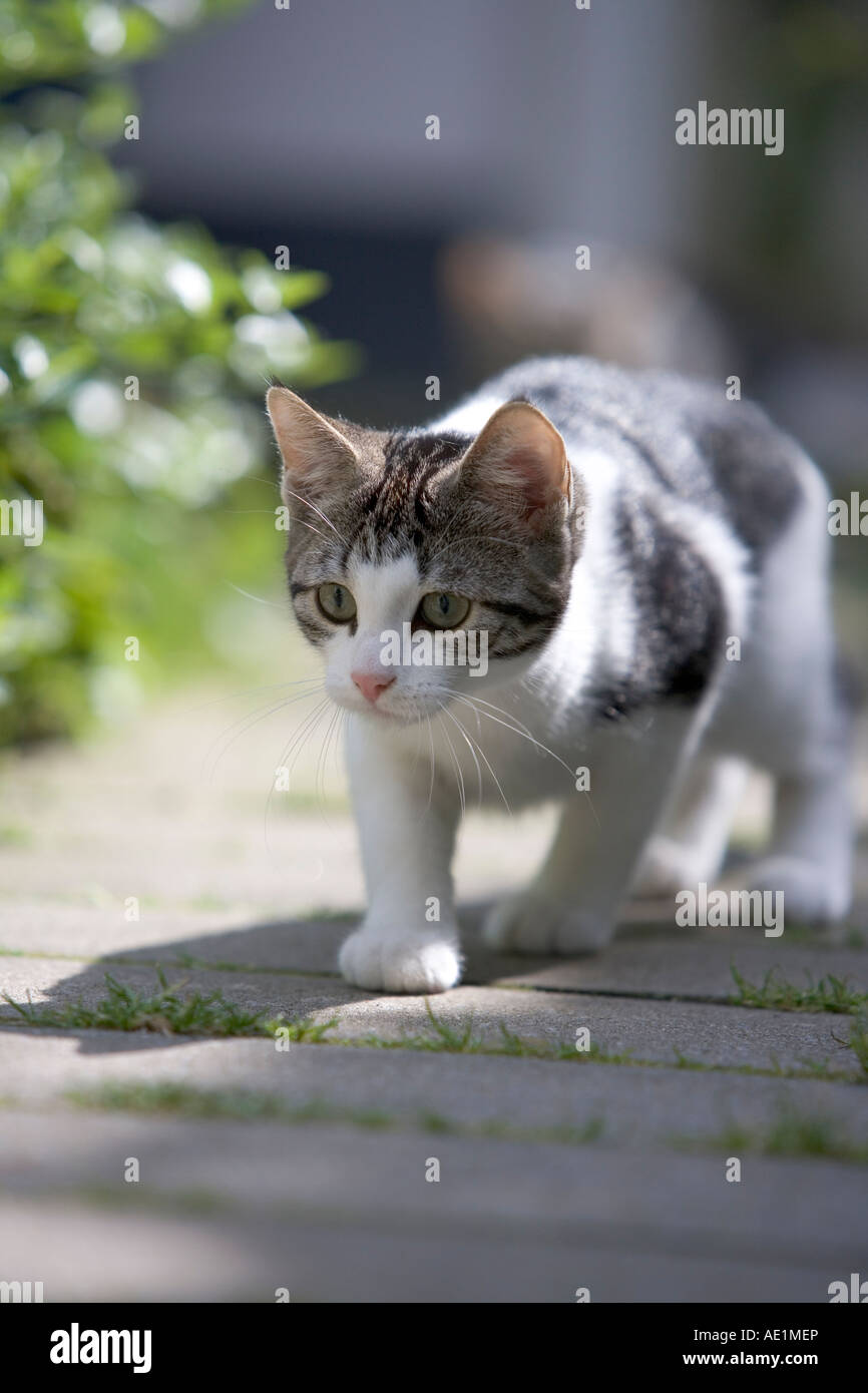 Little kitten in the garden Stock Photo - Alamy
