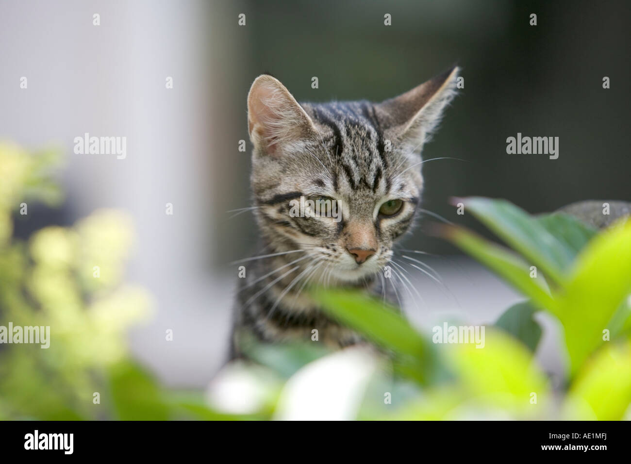 Little kitten in the garden Stock Photo - Alamy