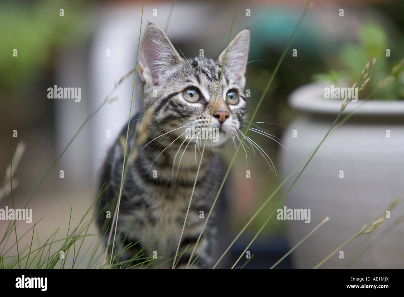 Little kitten in the garden Stock Photo - Alamy