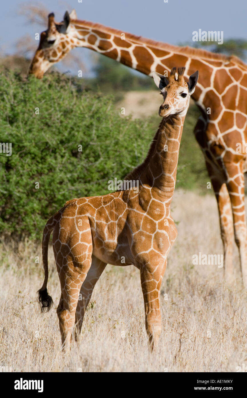 Giraffe (Giraffa camelopardalis Stock Photo Alamy