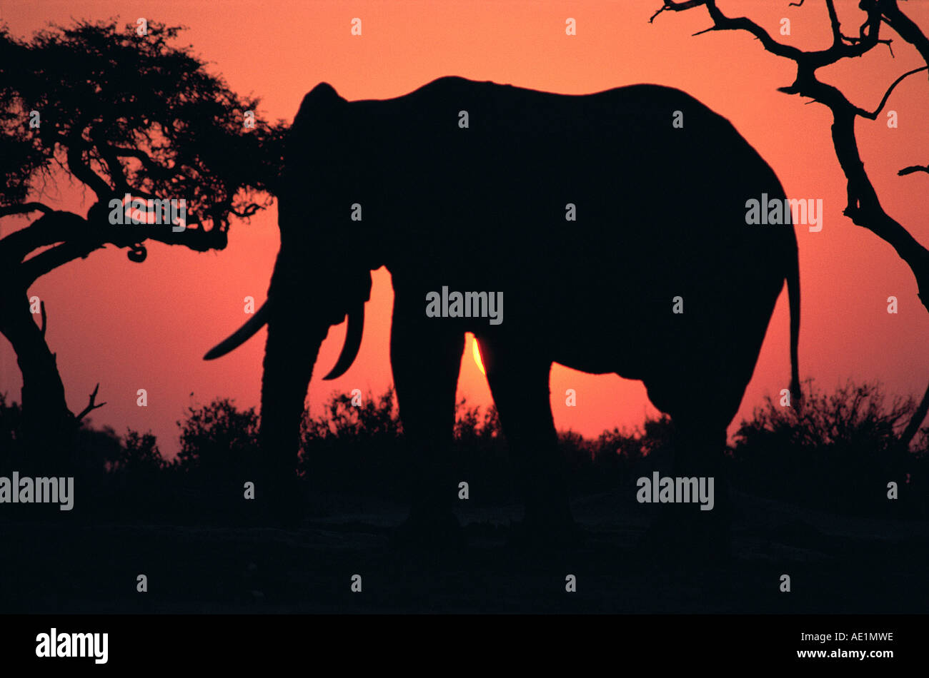 Elephant silhouetted against the warm orange red glow of the sunset sky Chobe National Park Botswana southern Africa Stock Photo
